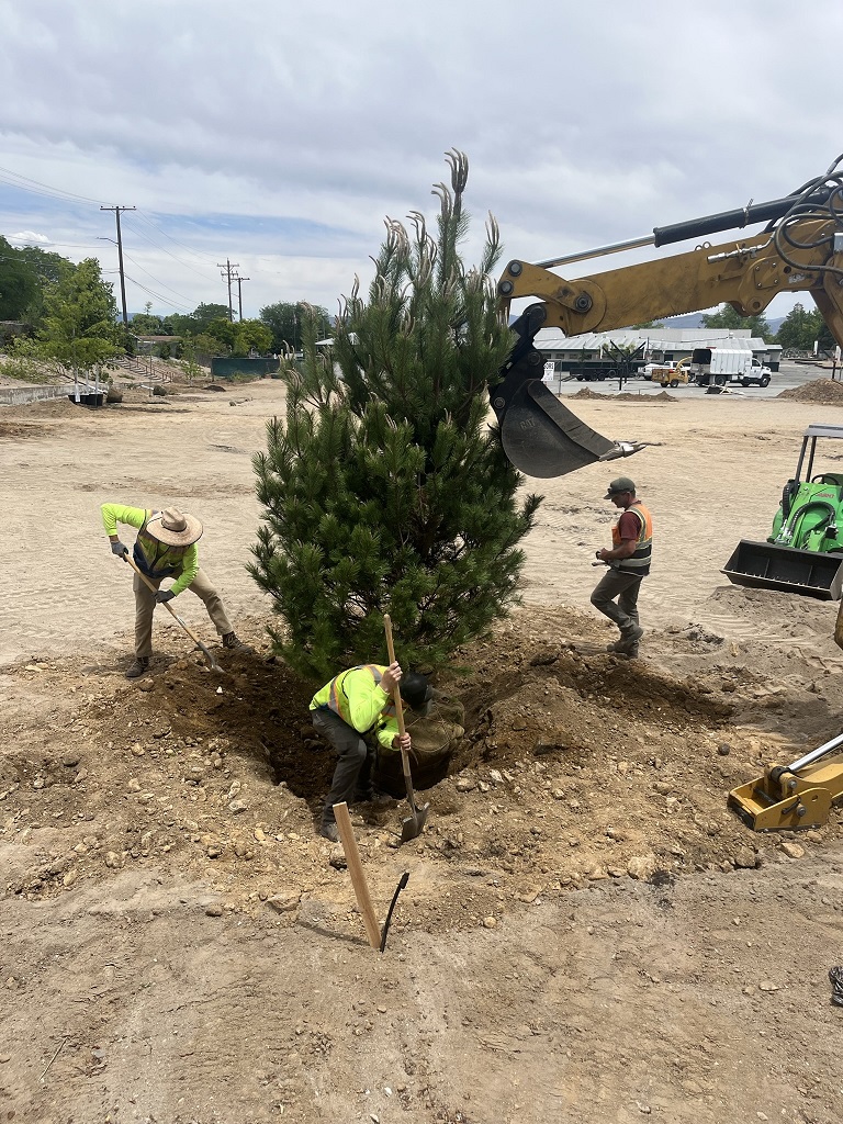 Grassroots Success PTO plants trees at Mamie Towles Elementary School