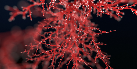 blood vessels